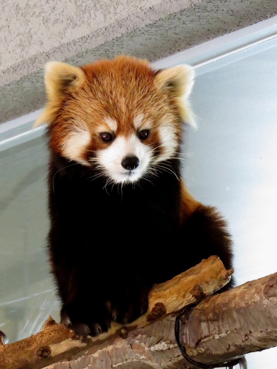 札幌レッサーパンダ紀行 ライラのいる円山 １ お嫁入り直前 世界一かわいいライラちゃんに会いに円山へ 琴似 発寒中央 北海道 の旅行記 ブログ By Jilllucaさん フォートラベル