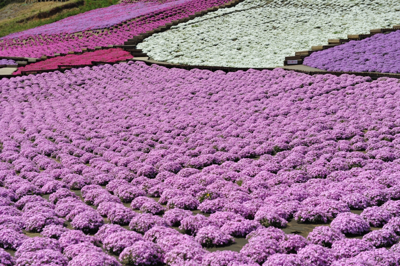 芝桜を見に東京ドイツ村へ 袖ヶ浦 千葉県 の旅行記 ブログ By Whiteroadさん フォートラベル