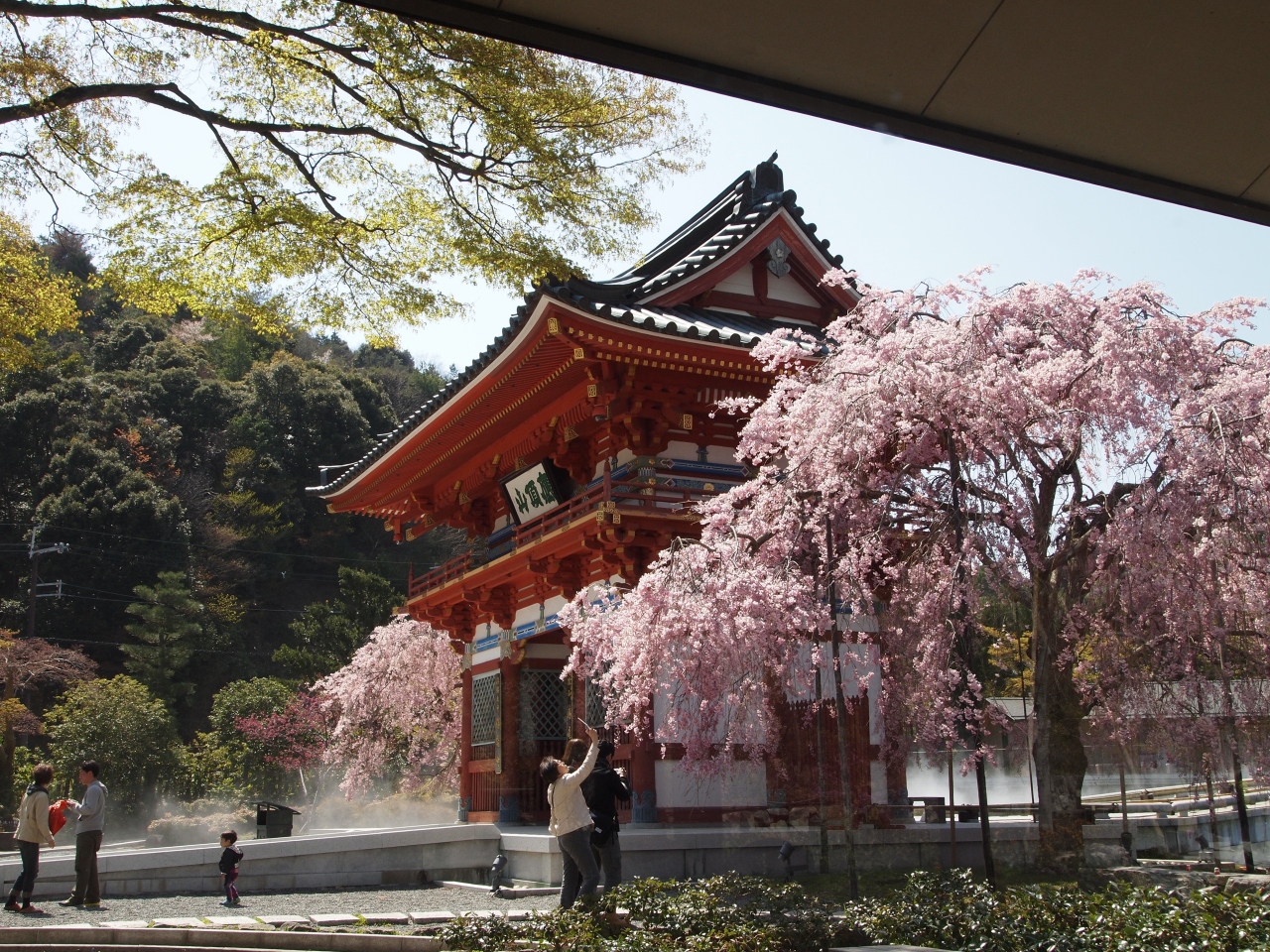 大阪 箕面の勝尾寺で満開の桜 箕面 大阪 の旅行記 ブログ By のーとくんさん フォートラベル 大阪 箕面の勝尾寺で満開の桜 箕面 大阪 の旅行記 ブログ By のーとくんさん フォートラベル