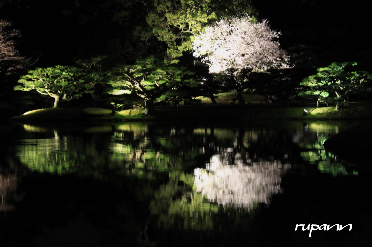 栗林公園 松 桜 ライトアップ 夕暮れの桜 丸亀城 高松 香川県 の旅行記 ブログ By Rupannさん フォートラベル