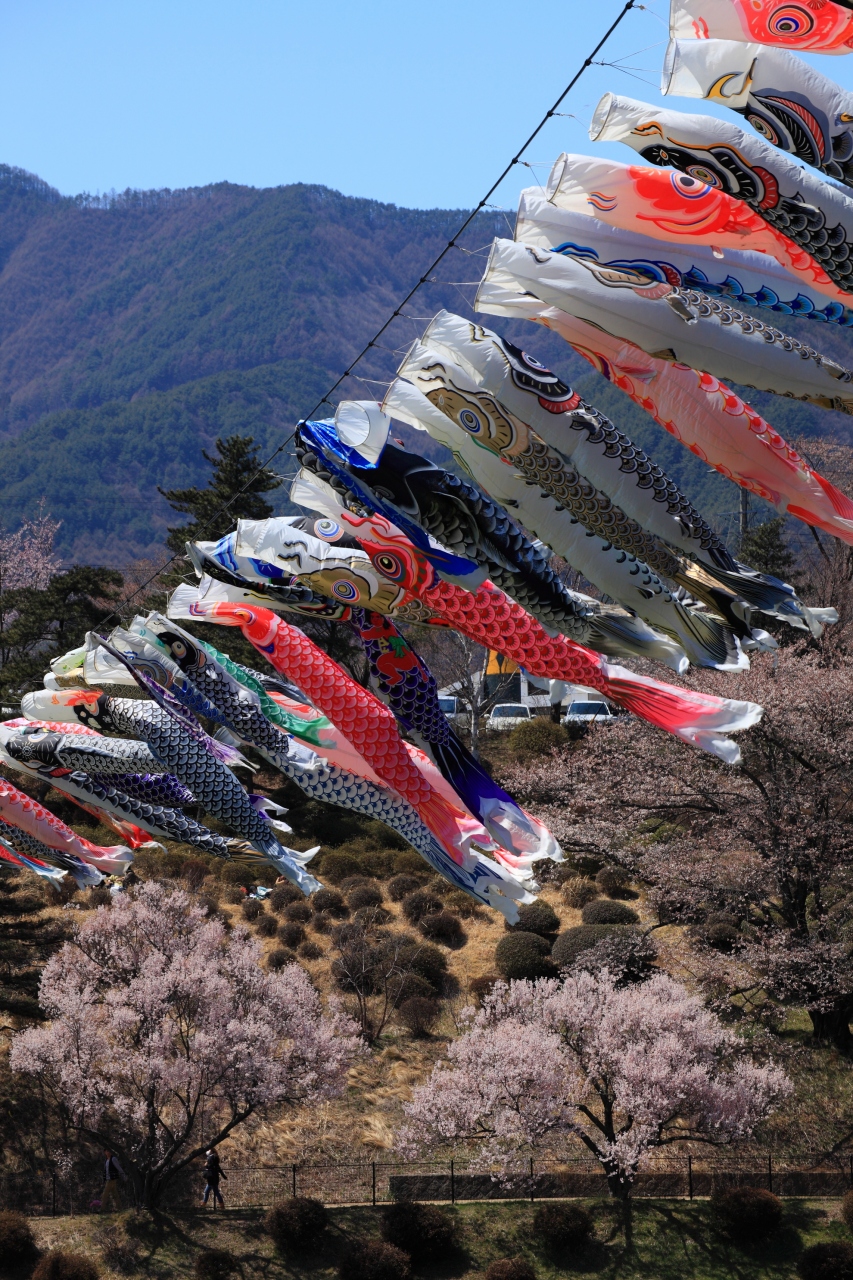 長野 桜めぐり 高遠城跡 六道の堤 春日公園 荒神山公園 伊那 長野県 の旅行記 ブログ By ふーさん フォートラベル