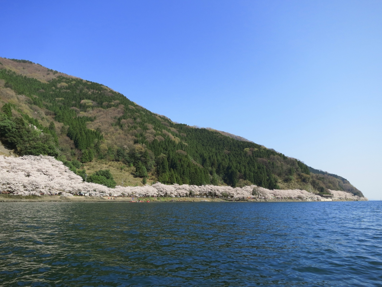 子どもと一緒に愛でる 奥琵琶湖を淡く可憐に縁取る海津大崎の桜並木 マキノ 滋賀県 の旅行記 ブログ By ぺでぃまるさん フォートラベル