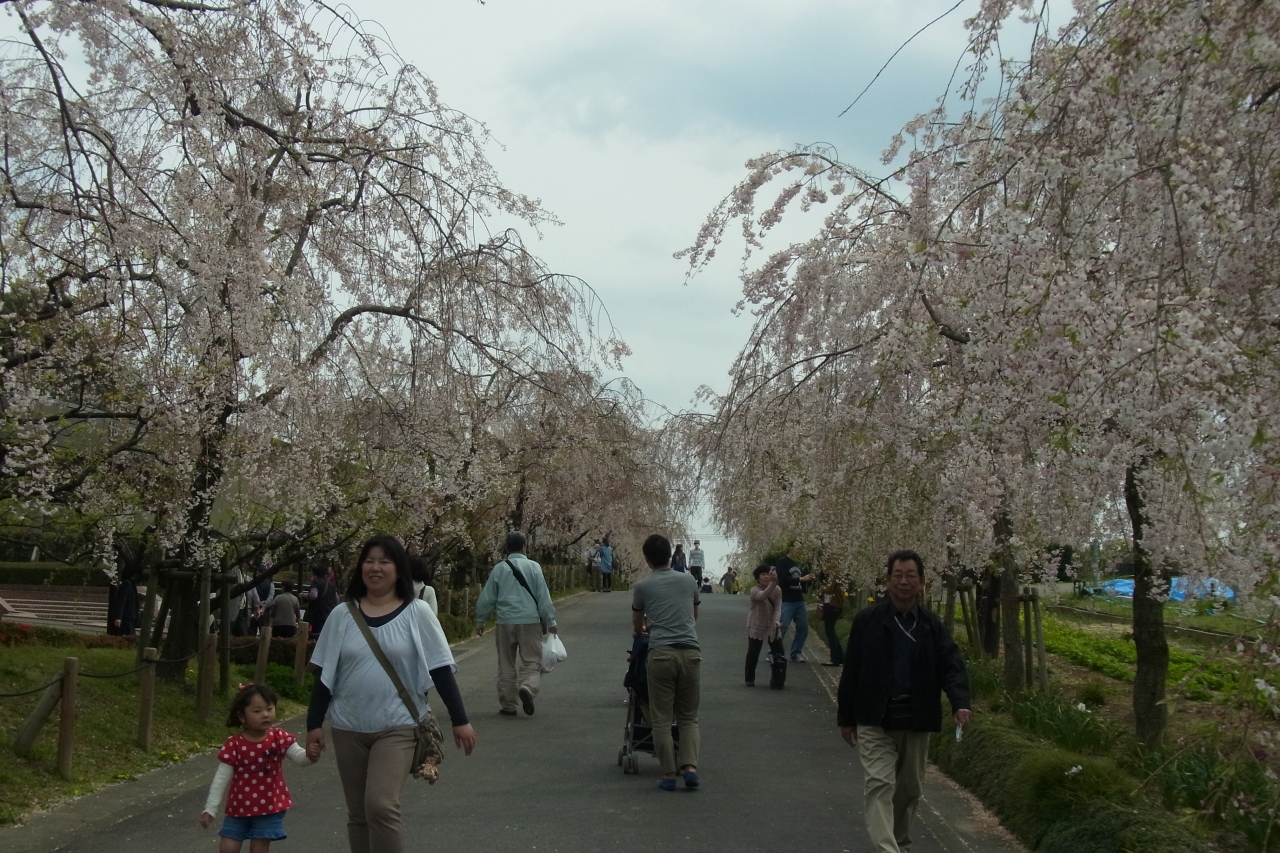 ずっと読めなかった東谷山フルーツパークで 今年最後の桜を楽しみながら思い切り遊ぶの巻 守山 名東 愛知県 の旅行記 ブログ By きーぽーさん フォートラベル