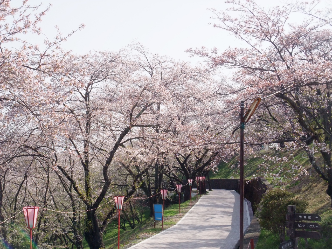 日本の桜の名所百選に選ばれた大法師公園の桜 南アルプス市 山梨県 の旅行記 ブログ By ナオさん フォートラベル 日本の桜の名所百選に選ばれた大法師公園の桜 南アルプス市 山梨県 の旅行記 ブログ By ナオさん フォートラベル