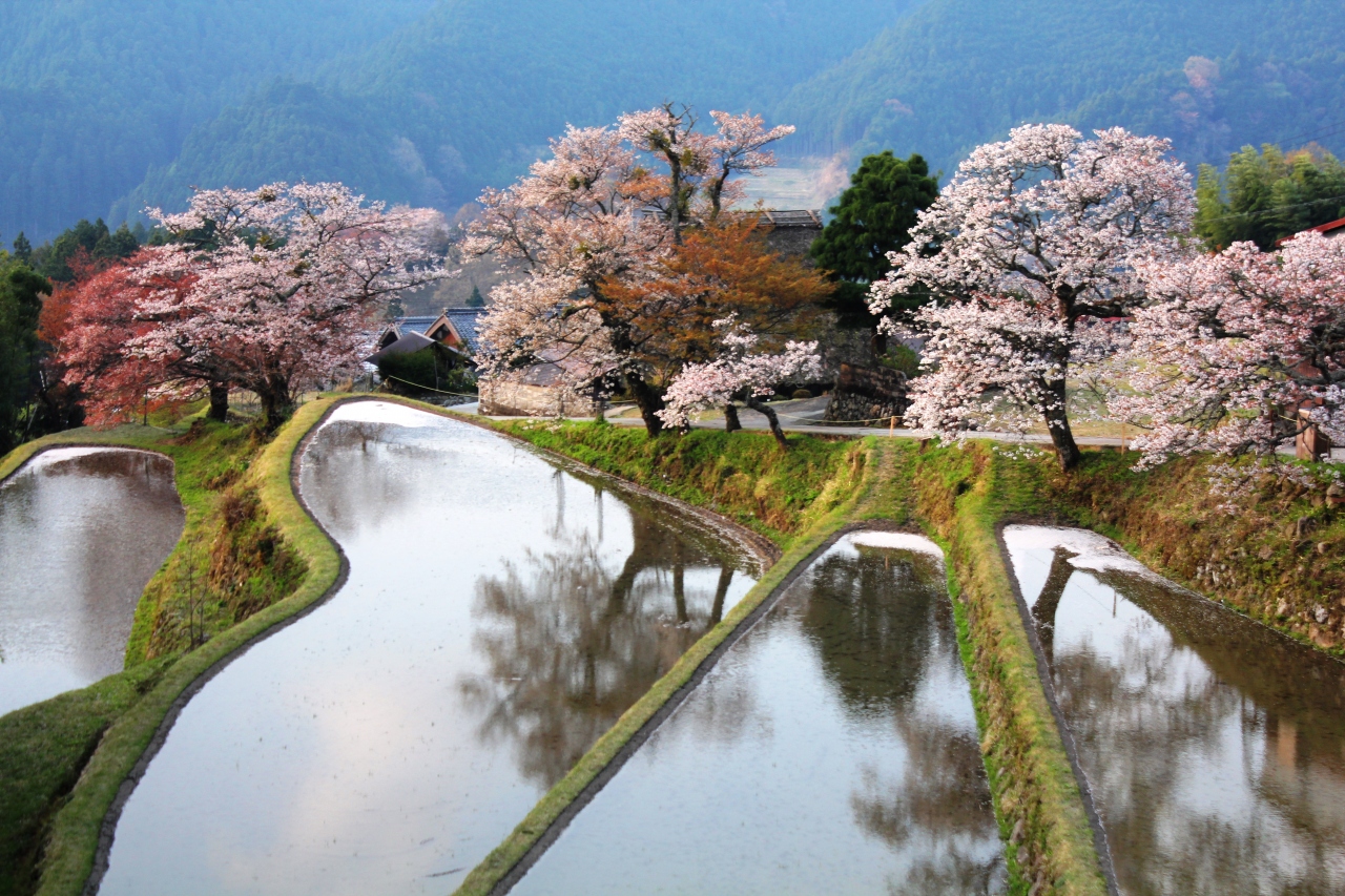 三多気の桜を求めて 赤目 名張 三重県 の旅行記 ブログ By ターちゃんさん フォートラベル