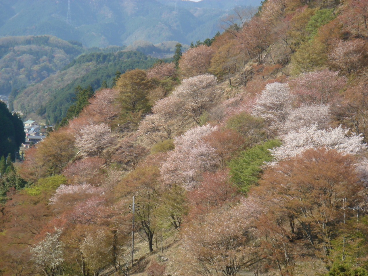 千本 桜 吉野