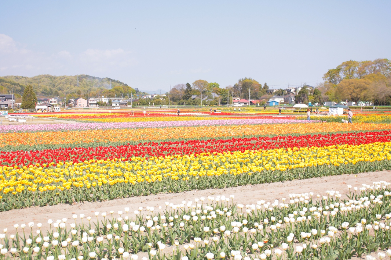 咲いた咲いたチューリップの花 東京の旅行記 ブログ By Ellieさん フォートラベル