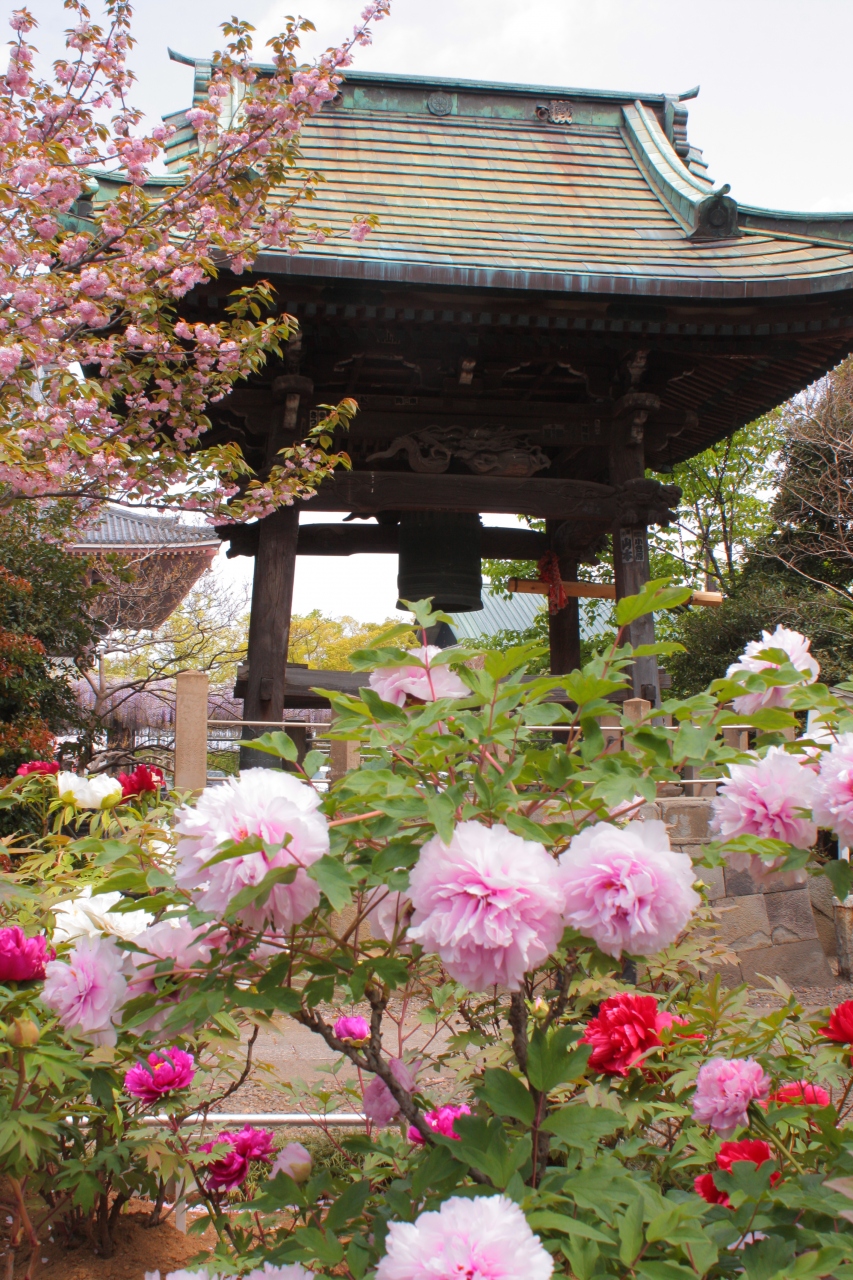 西新井大師のぼたんと藤の花 西新井 舎人 綾瀬 東京 の旅行記 ブログ By Ellieさん フォートラベル