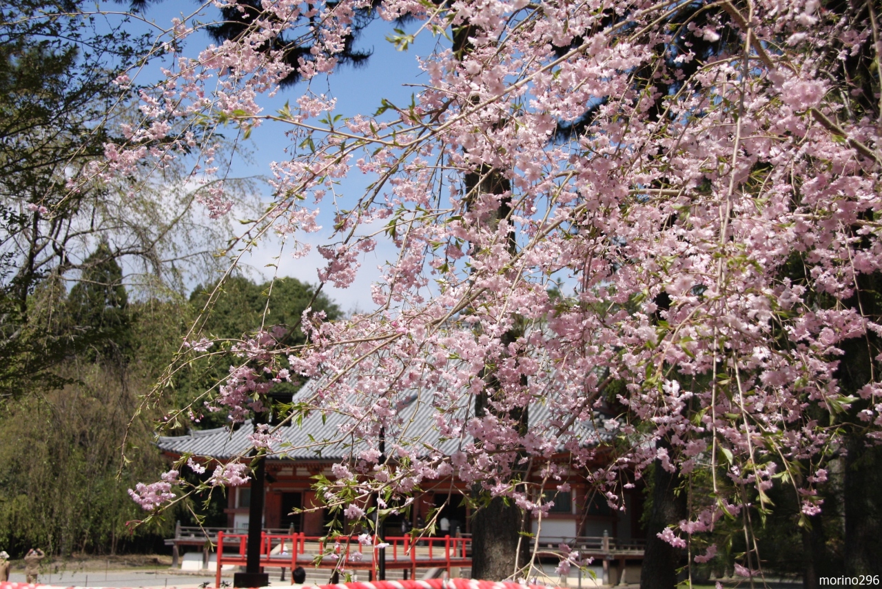 高野山と吉野千本桜の旅 １日目 醍醐寺 高野山 山科 京都 の旅行記 ブログ By Morino296さん フォートラベル