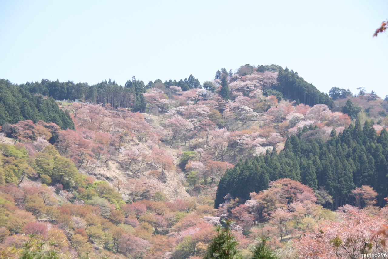 高野山と吉野千本桜の旅 ２日目 吉野山 吉野 奈良県 の旅行記 ブログ By Morino296さん フォートラベル