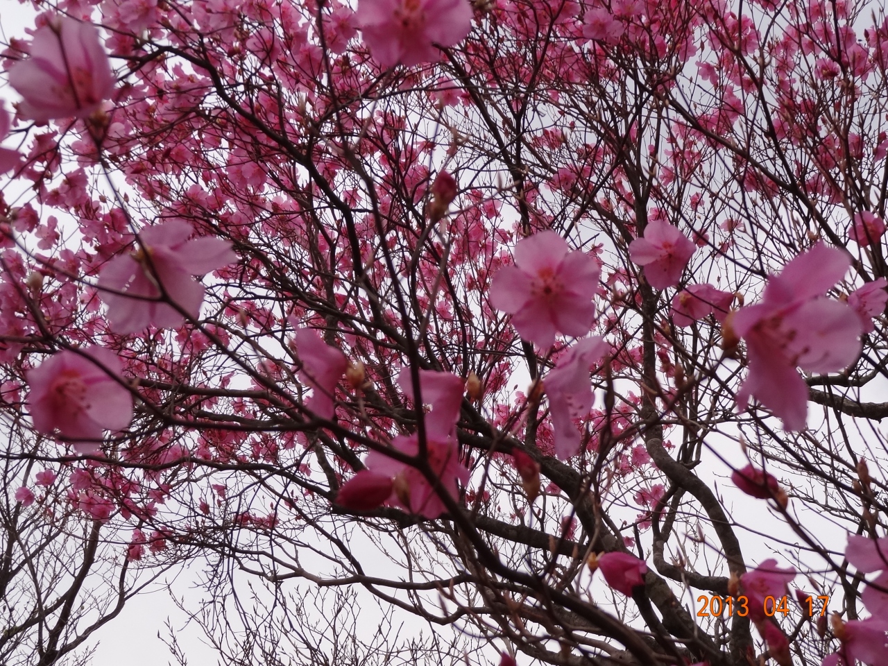 もう咲いていた アケボノツツジに感激 徳島県の旅行記 ブログ By あいさん フォートラベル もう咲いていた アケボノツツジに感激 徳島県の旅行記 ブログ By あいさん フォートラベル