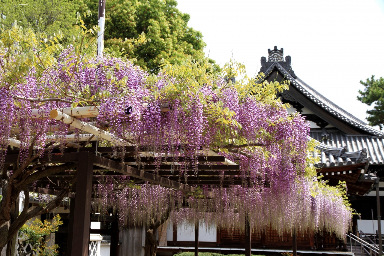 葛井寺の藤祭りへ 道中の野中寺 道明寺にもお参りしました 八尾 藤井寺 柏原 大阪 の旅行記 ブログ By きよさん フォートラベル 葛井寺の藤祭りへ 道中の野中寺 道明寺にもお参りしました 八尾 藤井寺 柏原 大阪 の旅行記 ブログ By きよさん フォートラベル