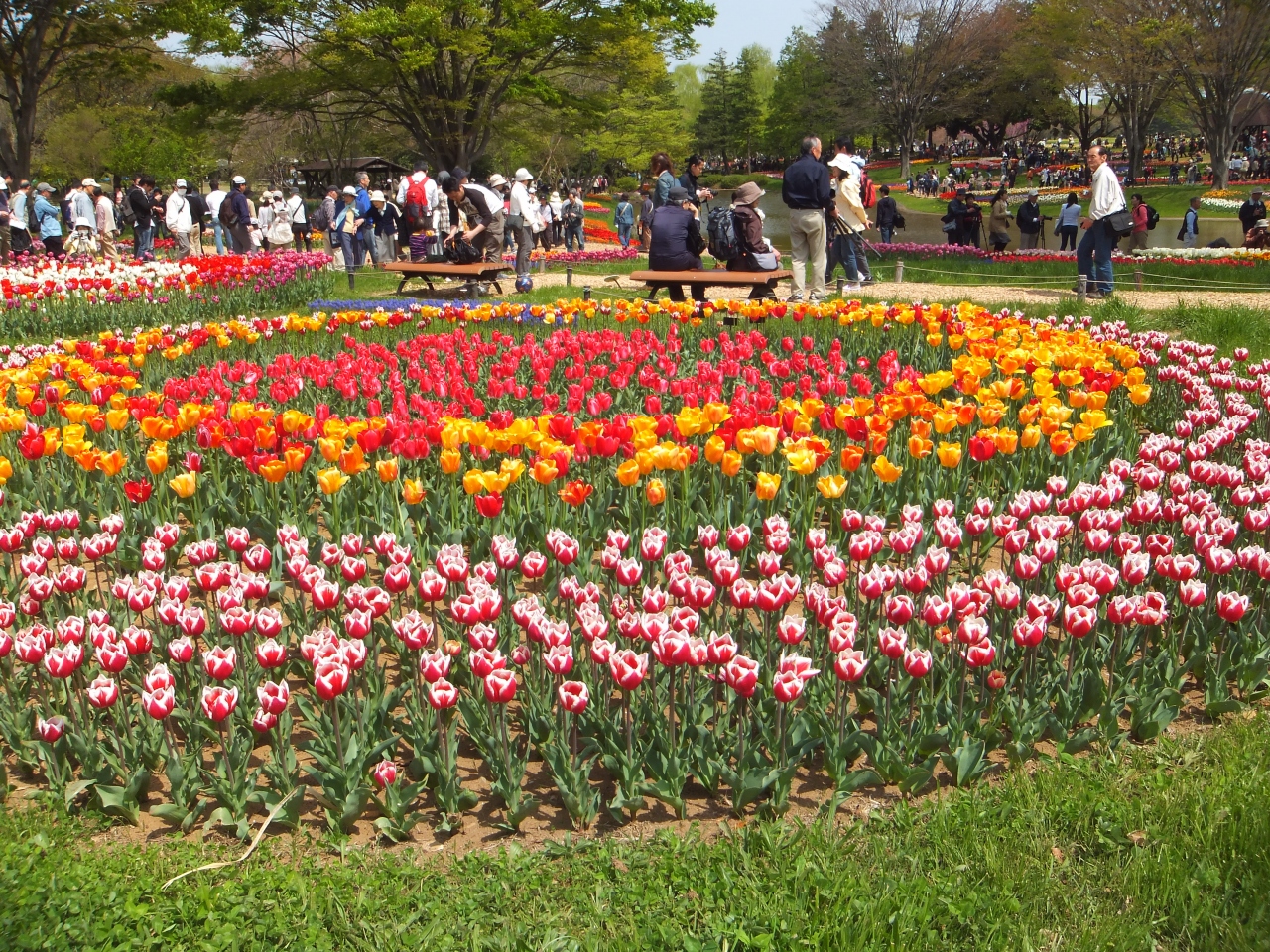 今年もチューリップの季節が来た １３昭和記念公園ファン倶楽部 チューリップ オフ会 立川 東京 の旅行記 ブログ By 夏 への扉さん フォートラベル