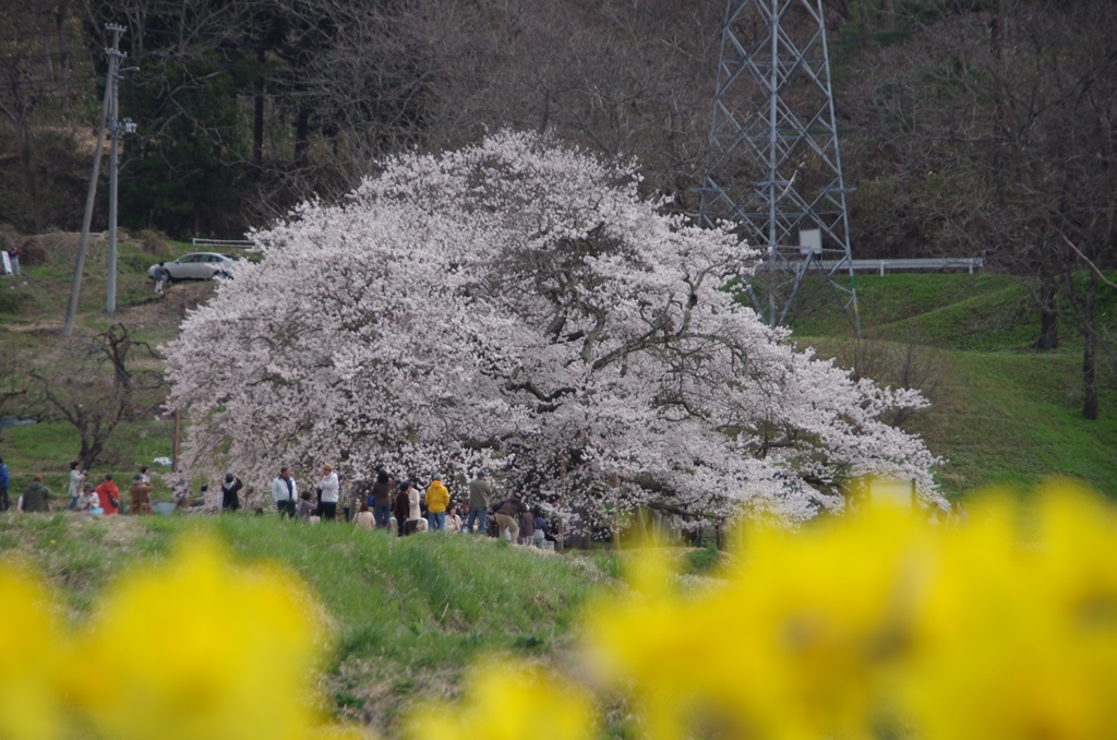 会津若松 八重の桜 石部桜 会津若松 福島県 の旅行記 ブログ By Nasunoさん フォートラベル
