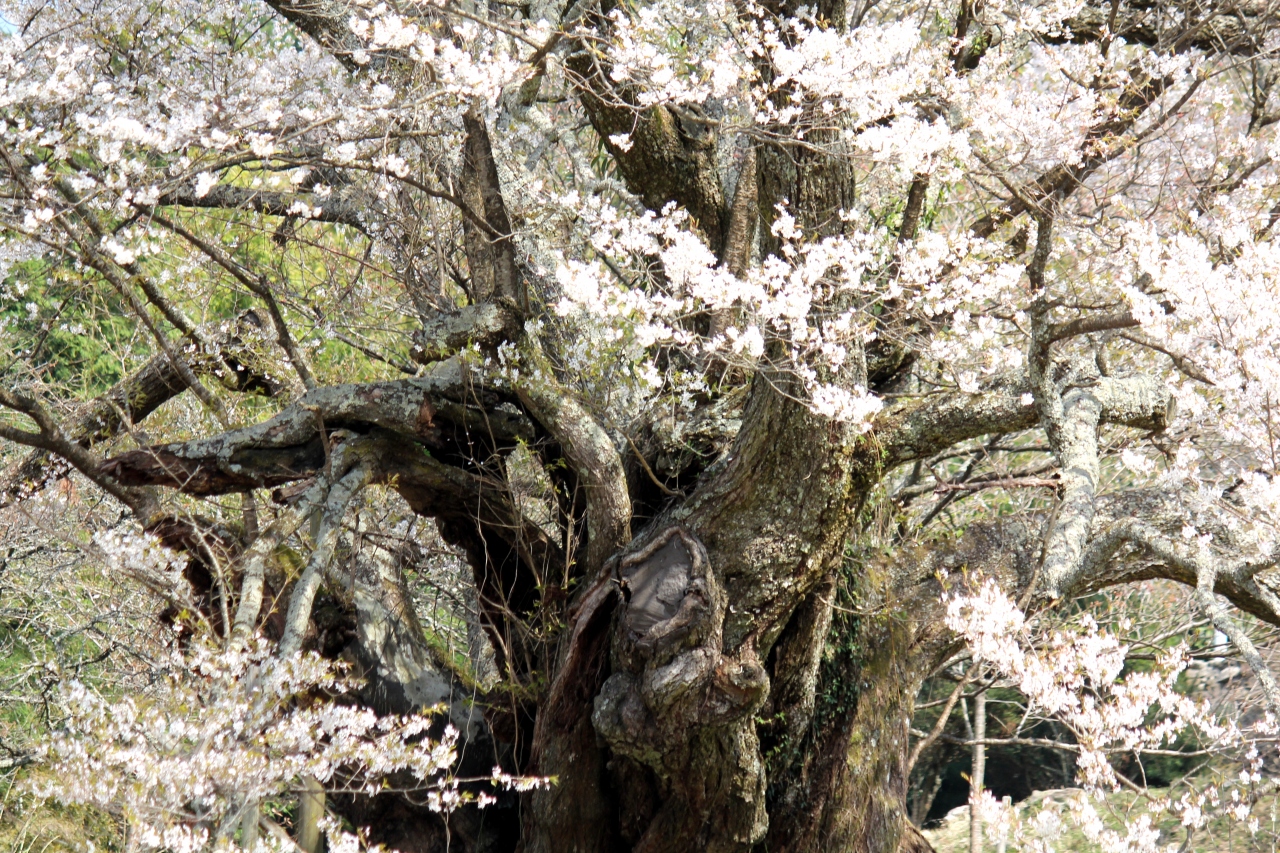 仏隆寺 佛隆寺 の千年桜を求めて 室生 宇陀 奈良県 の旅行記 ブログ By ターちゃんさん フォートラベル