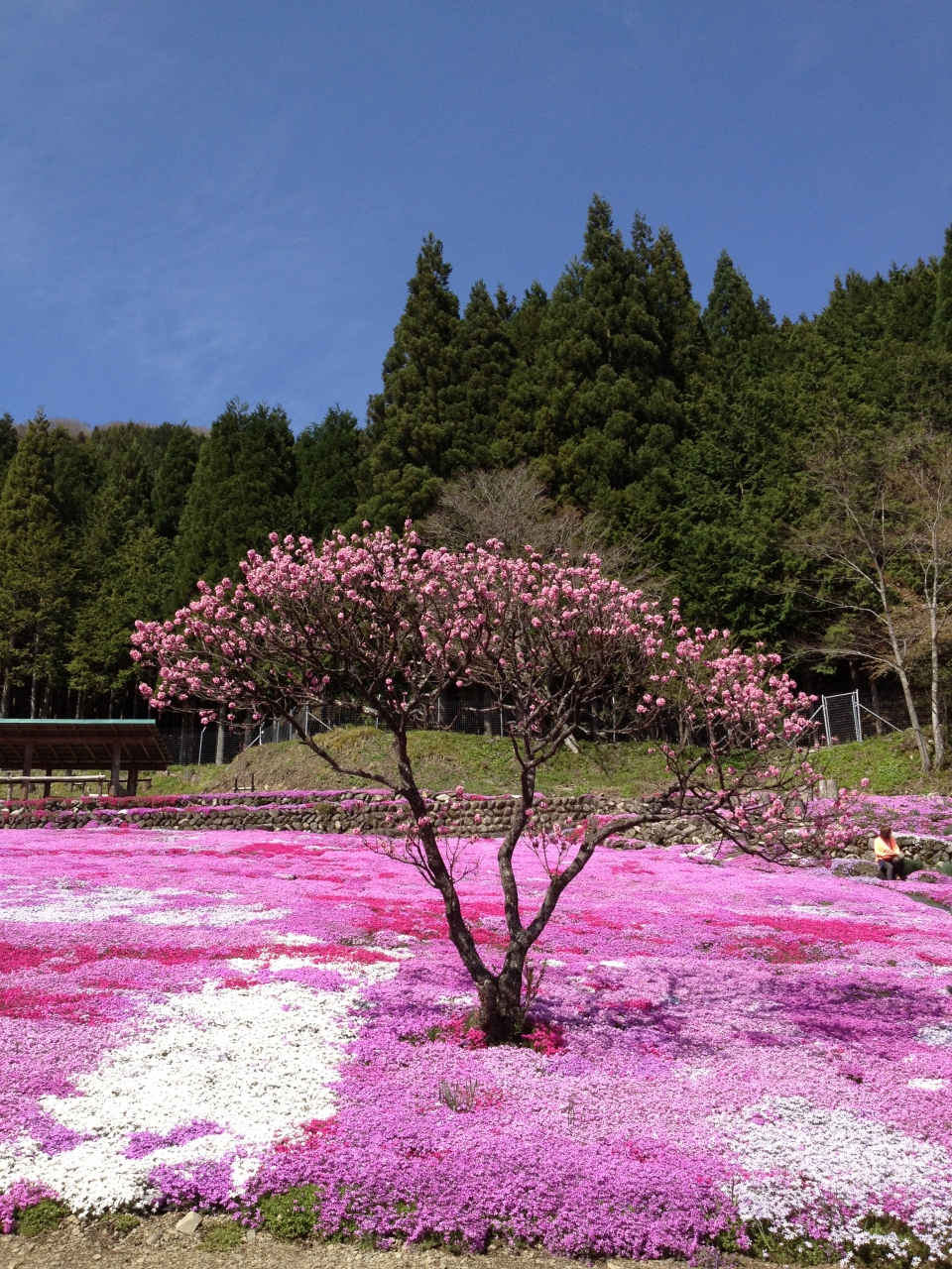 この世の楽園 郡上市國田家の芝桜 郡上八幡 岐阜県 の旅行記 ブログ By かとぽんさん フォートラベル