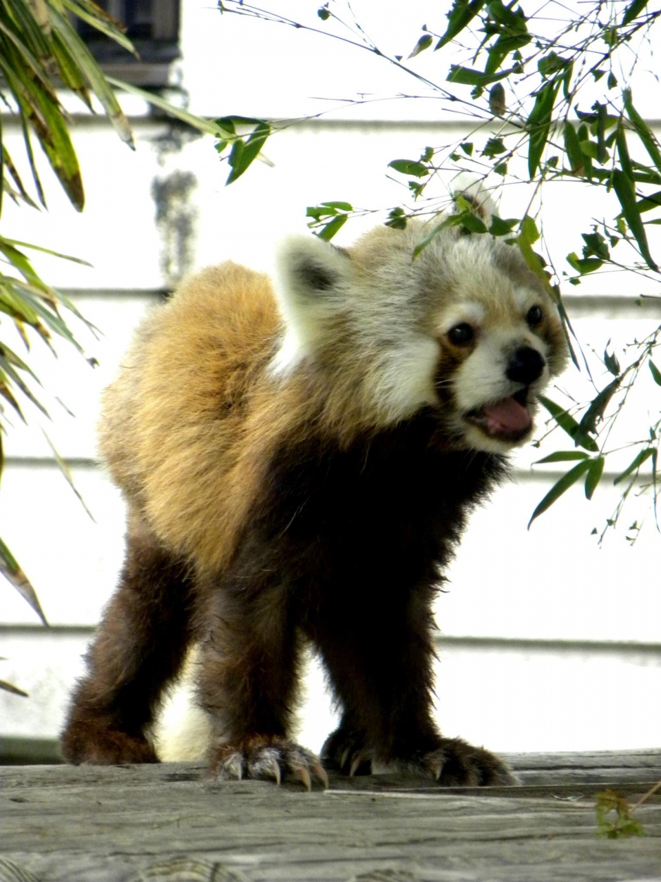 春のレッサーパンダ紀行 ９ 福岡市動物園 仕事前のひと時にサチ 幸 ちゃんに会える幸せ 博多 福岡県 の旅行記 ブログ By Jilllucaさん フォートラベル