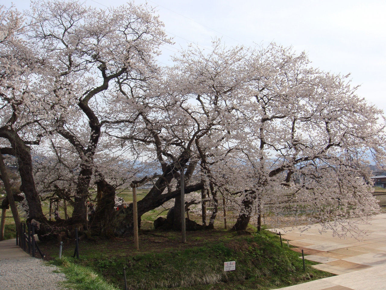 662 石部桜 福島県会津若松市一箕町大字八幡石部 会津若松 福島県 の旅行記 ブログ By しんちゃんさん フォートラベル