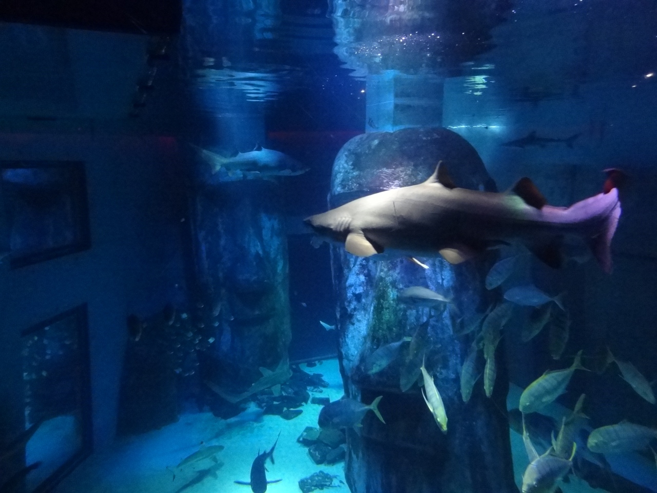 3回目のイギリス一人旅 3 31 4日目 ロンドン水族館 ロンドン イギリス の旅行記 ブログ By リリマリさん フォートラベル 3回目のイギリス一人旅 3 31 4日目 ロンドン水族館 ロンドン イギリス の旅行記 ブログ By リリマリさん フォートラベル