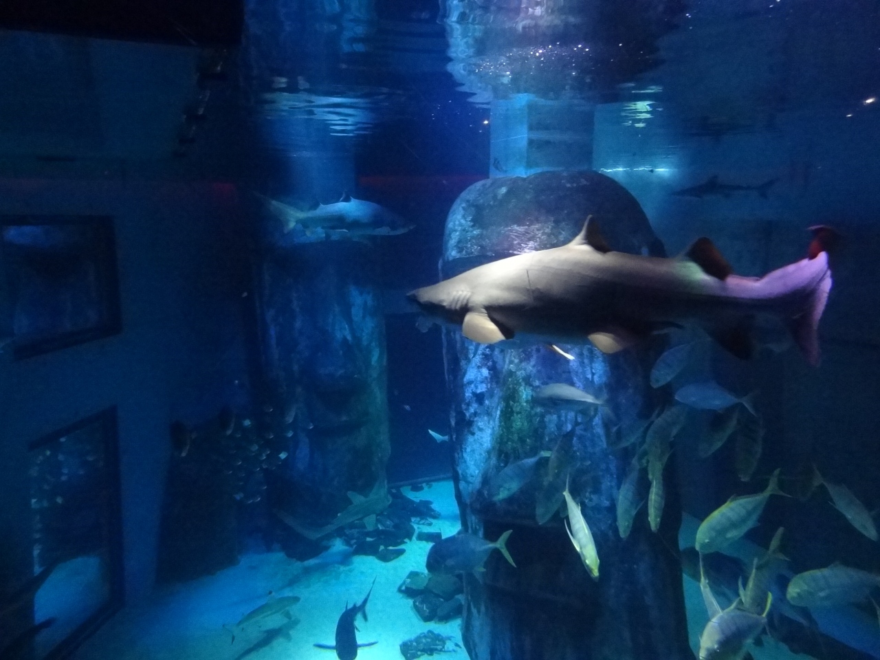 3回目のイギリス一人旅 3 31 4日目 ロンドン水族館 ロンドン イギリス の旅行記 ブログ By リリマリさん フォートラベル