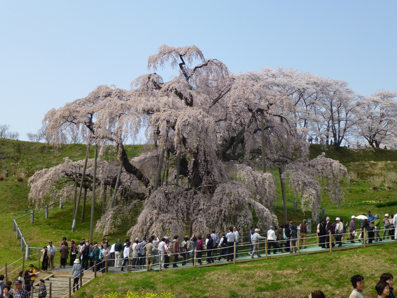 母娘で行く 三春の滝桜と花見山 福島市 福島県 の旅行記 ブログ By なつさん フォートラベル