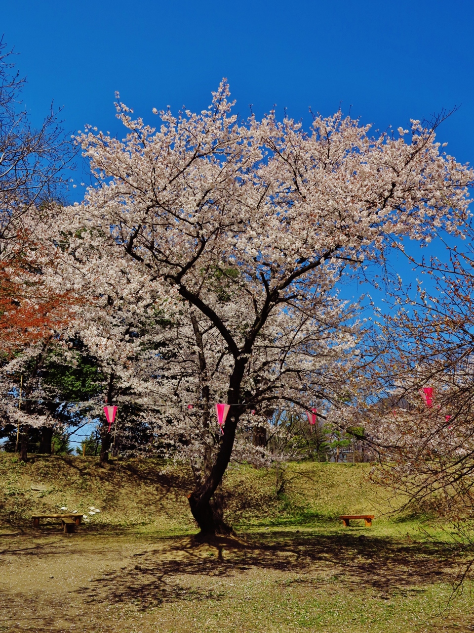 上田城跡公園a 千本桜まつり 満開 散り始め 新幹線で上田 観光バス乗車 上田 長野県 の旅行記 ブログ By マキタン2さん フォートラベル 上田城跡公園a 千本桜まつり 満開 散り始め 新幹線で上田 観光バス乗車 上田 長野県 の旅行記 ブログ By マキタン2さん フォートラベル