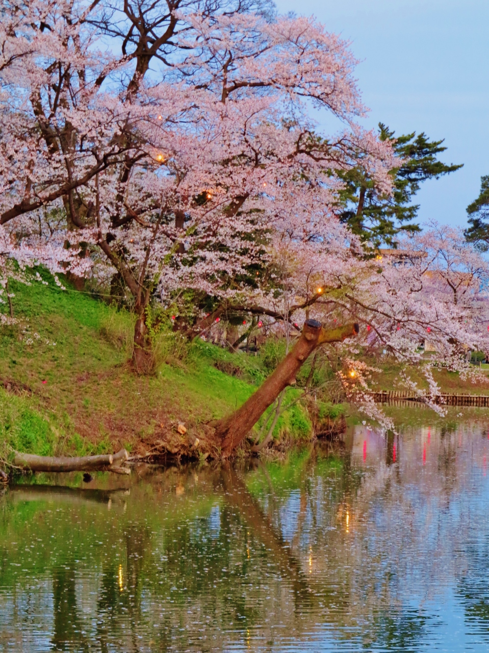 高田公園b 三大夜桜の一 高田城百万人観桜会 お堀端に光彩あふれて 上越 直江津 新潟県 の旅行記 ブログ By マキタン２さん フォートラベル