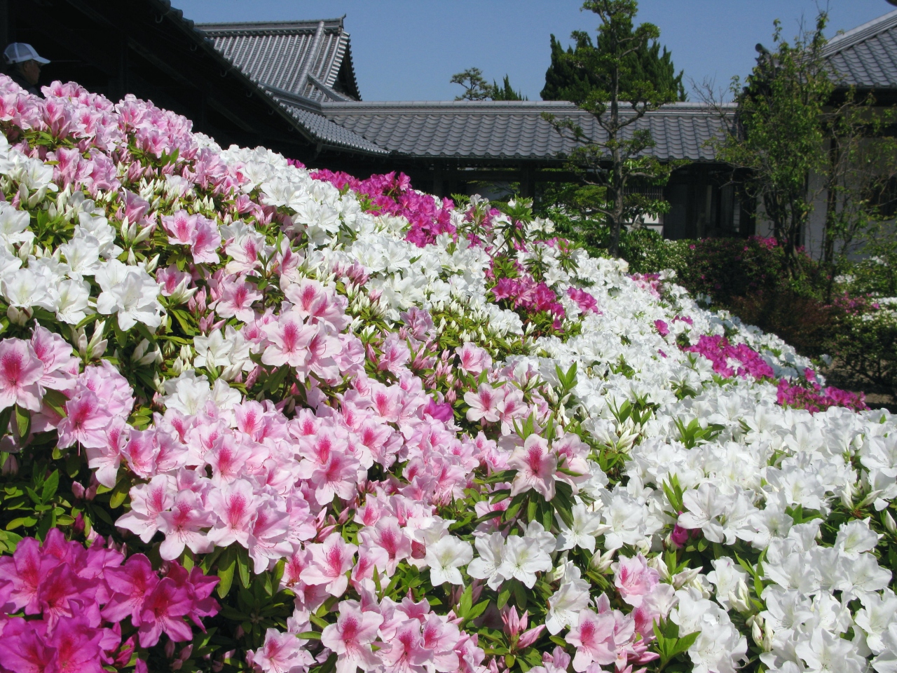 法雲寺 法雲禅寺 のつつじ 堺 大阪 の旅行記 ブログ By きよさん フォートラベル 法雲寺 法雲禅寺 のつつじ 堺 大阪 の旅行記 ブログ By きよさん フォートラベル
