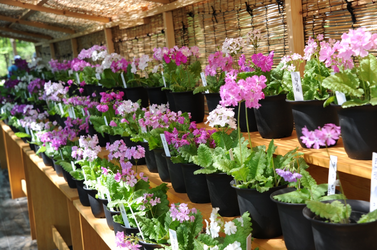 天国の扉を開く鍵の花 桜草を訪ねて つくば 茨城県 の旅行記 ブログ By どーもくんさん フォートラベル 天国の扉を開く鍵の花 桜草を訪ねて つくば 茨城県 の旅行記 ブログ By どーもくんさん フォートラベル