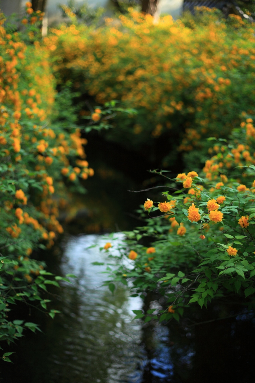京都 花めぐり 松尾大社の山吹 嵐山 嵯峨野 太秦 桂 京都 の旅行記 ブログ By ふーさん フォートラベル