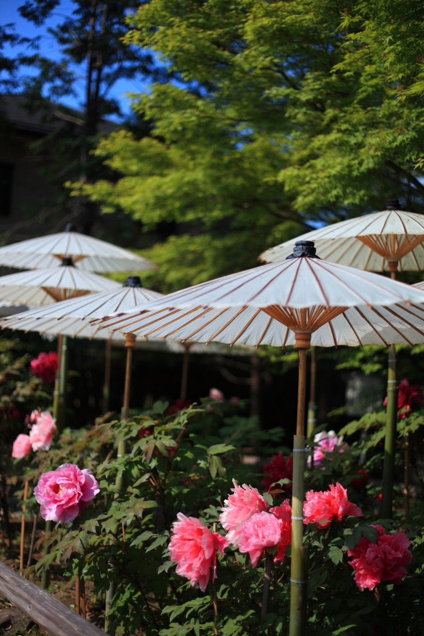 京都 花めぐり 乙訓寺の牡丹 長岡京 向日 京都 の旅行記 ブログ By ふーさん フォートラベル