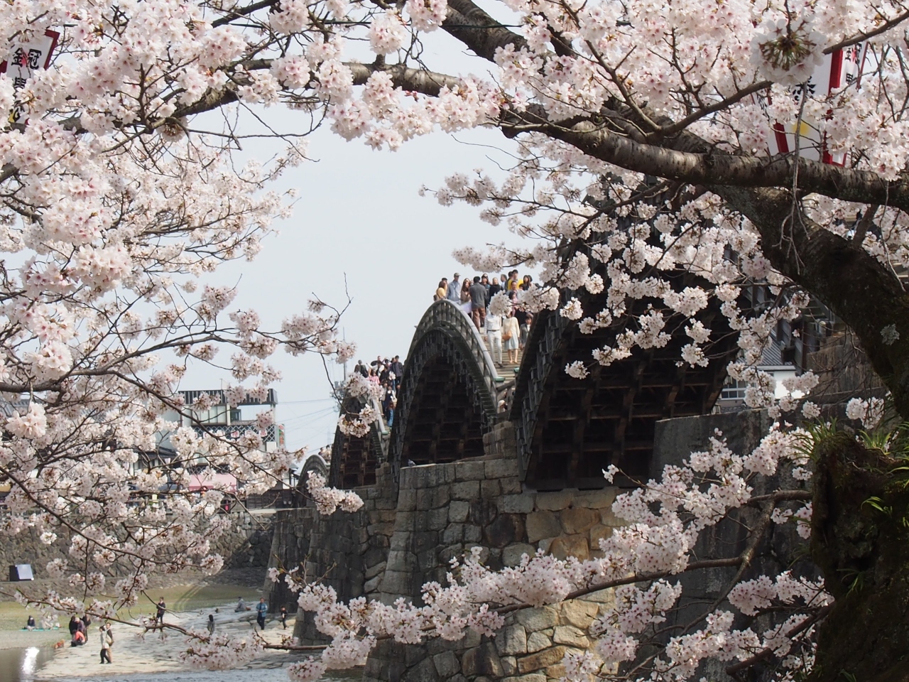 桜満開錦帯橋 昼の顔 夜の顔 錦帯橋周辺 山口県 の旅行記 ブログ By Yoshikayoさん フォートラベル 桜満開錦帯橋 昼の顔 夜の顔 錦帯橋周辺 山口県 の旅行記 ブログ By Yoshikayoさん フォートラベル