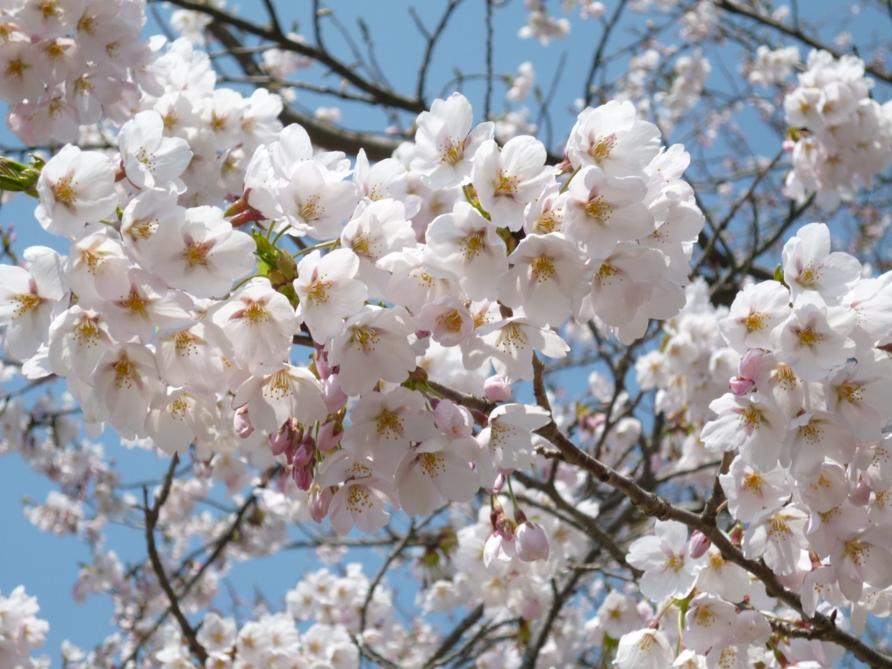 ｇｗには展勝地でお花見を 北上 岩手県 の旅行記 ブログ By Fuzzさん フォートラベル