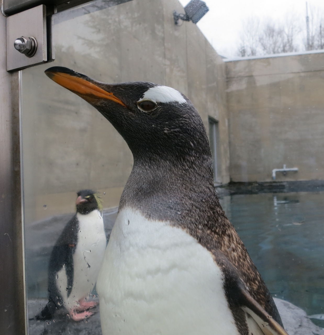 やっと 旭山動物園 へ ロワジールホテル旭川 宿泊 旭川 北海道 の旅行記 ブログ By Lucy4 さん フォートラベル