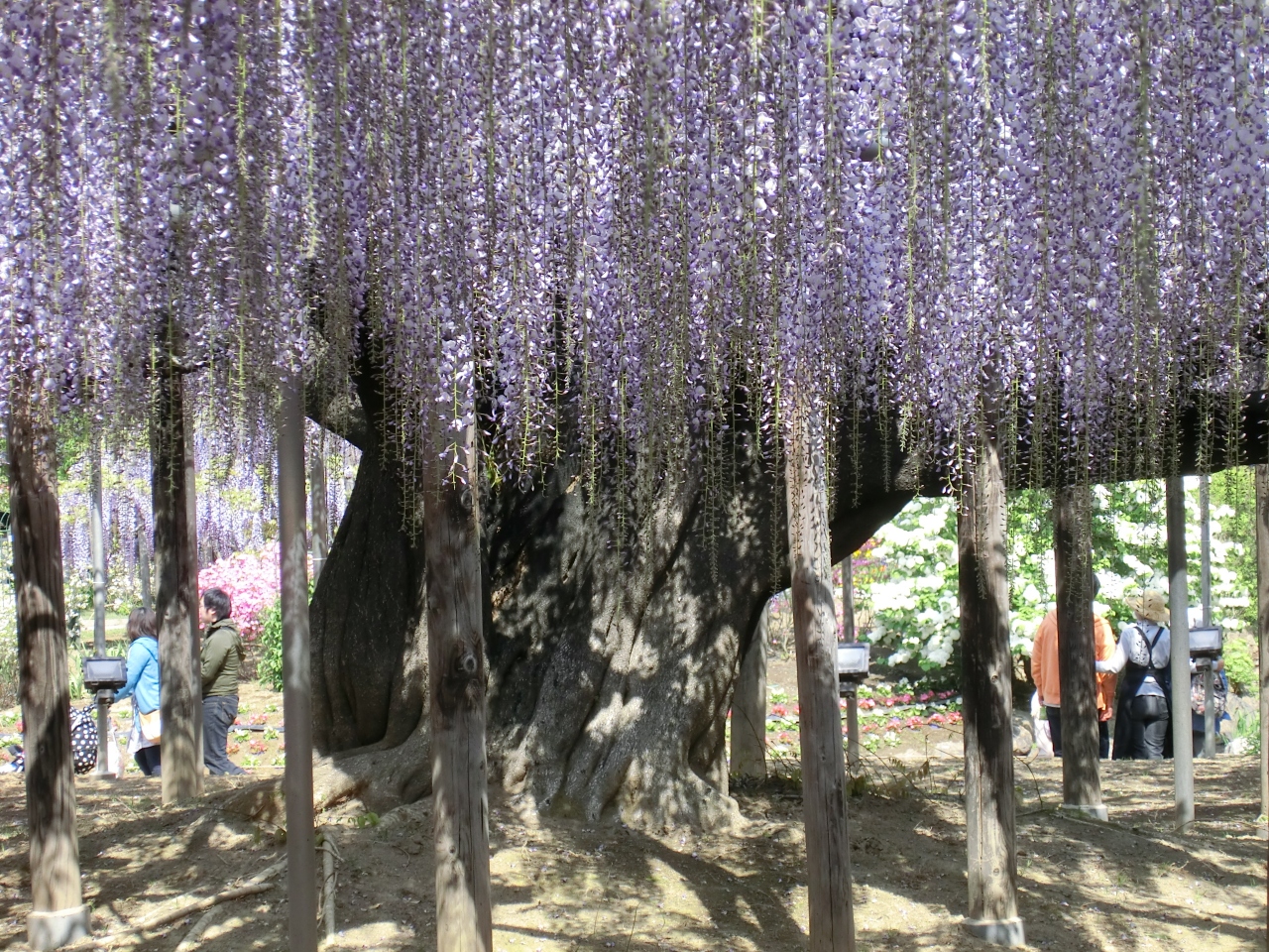 初めてのバスツアー 花三昧 足利 栃木県 の旅行記 ブログ By ぺんさん フォートラベル