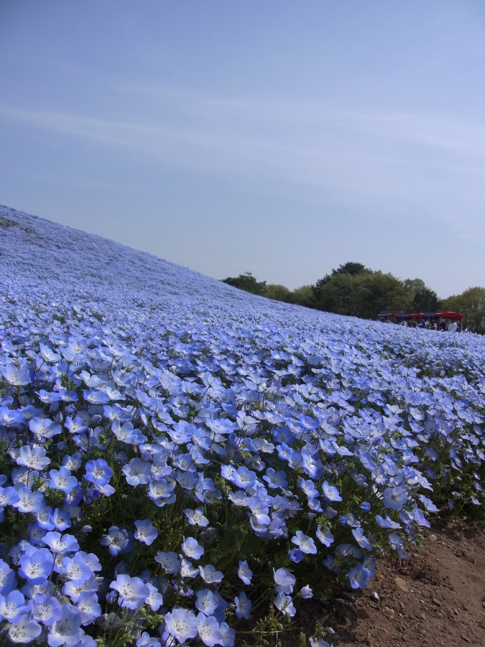 茨城 ひたち海浜公園 佐竹寺 鯉のぼりまつり 東金砂神社 ひたちなか 茨城県 の旅行記 ブログ By おたぬさん フォートラベル