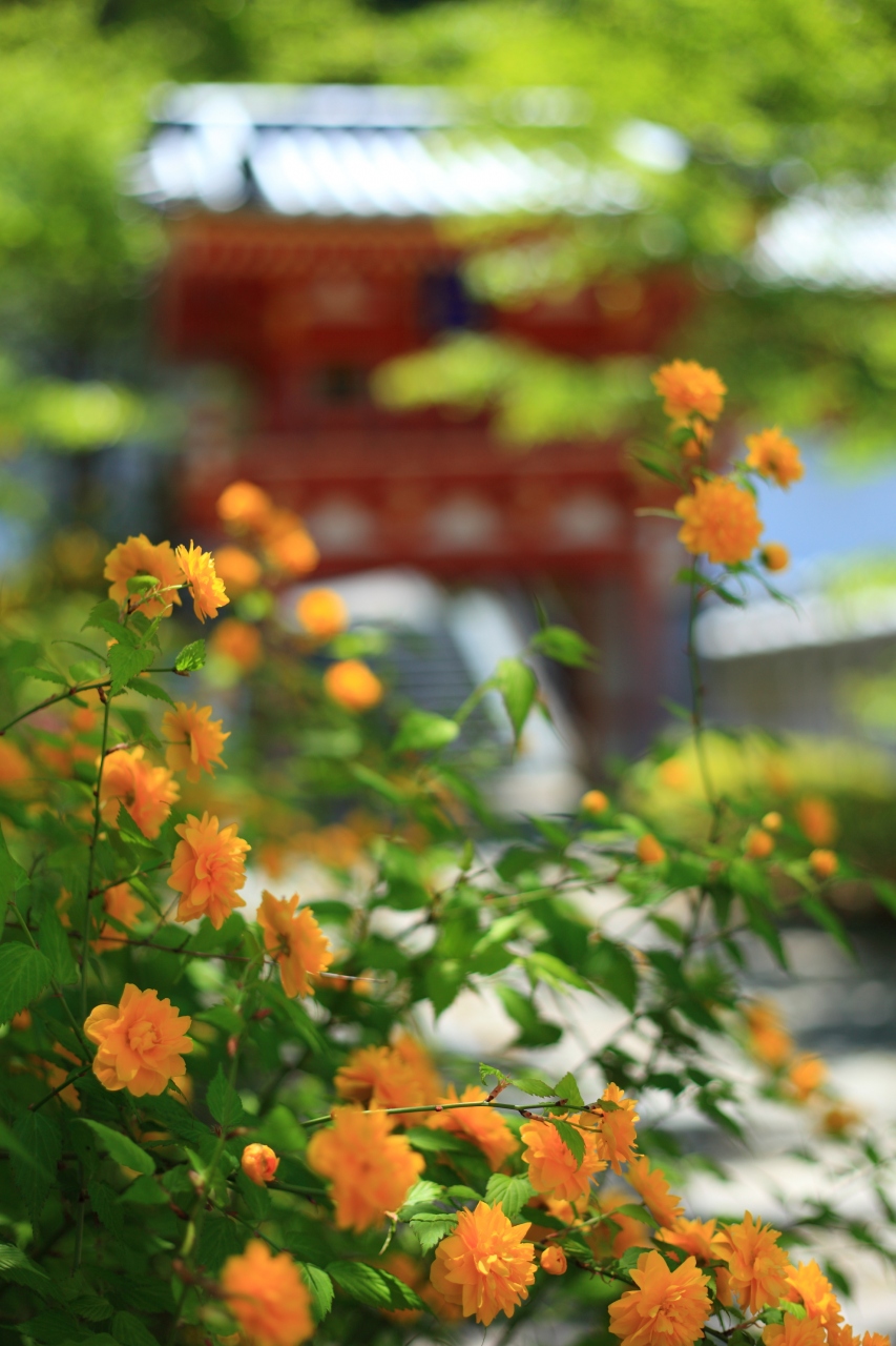 奈良 花めぐり 久米寺 壺阪寺 岡寺 奈良県の旅行記 ブログ By ふーさん フォートラベル