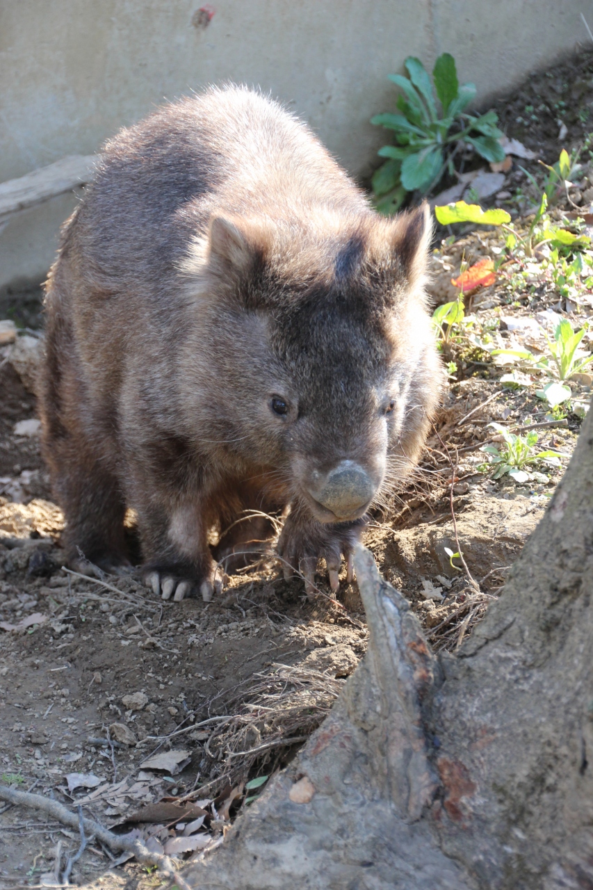 長野新幹線に乗って茶臼山動物園へ4匹の子レッサーパンダ詣 4 ウォンバットが可愛い 動物さまざま 桜あふるるgwの信州の動物園 篠ノ井 長野県 の旅行記 ブログ By まみさん フォートラベル 長野新幹線に乗って茶臼山動物園へ4匹の子レッサーパンダ詣 4 ウォンバットが可愛い 動物さまざま 桜あふるるgwの信州の動物園 篠ノ井 長野県 の旅行記 ブログ By まみさん フォートラベル