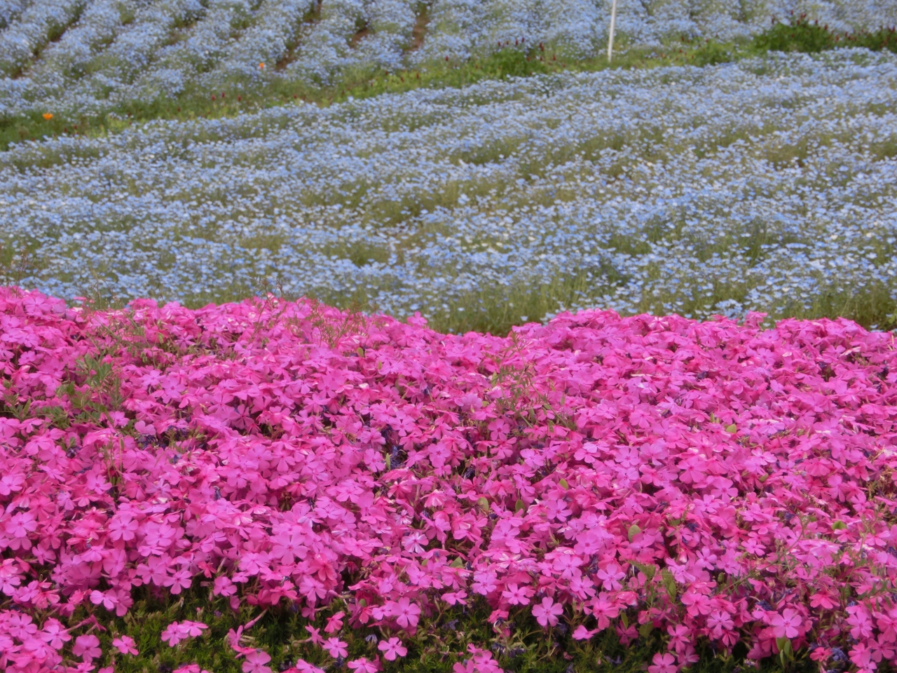 おおた芝桜まつり 太田 群馬県 の旅行記 ブログ By Mr チャングムさん フォートラベル