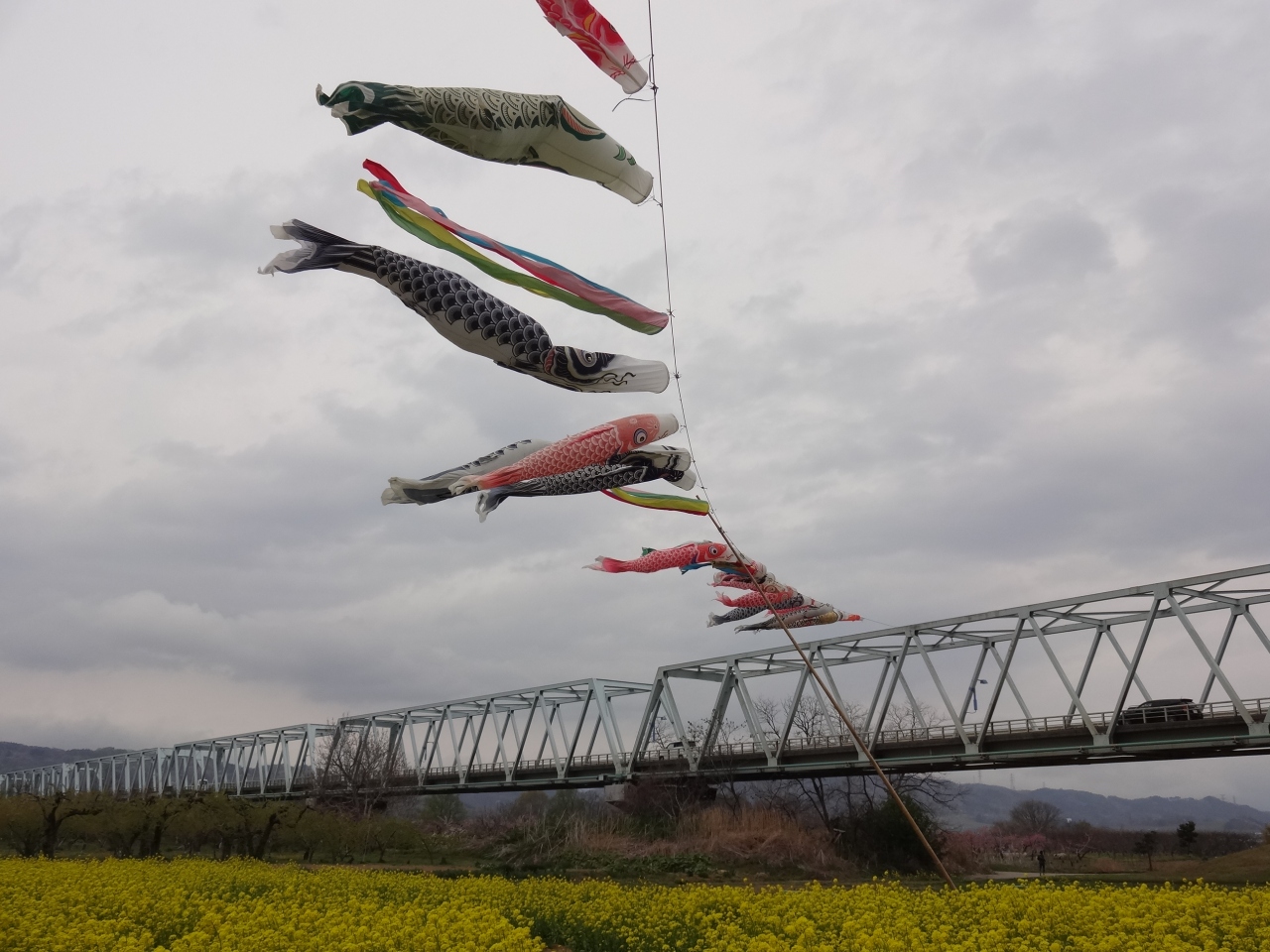 千曲川河川公園の花巡りを楽しむ 中野 小布施 長野県 の旅行記 ブログ By Alpsmakiさん フォートラベル 千曲川河川公園の花巡りを楽しむ 中野 小布施 長野県 の旅行記 ブログ By Alpsmakiさん フォートラベル