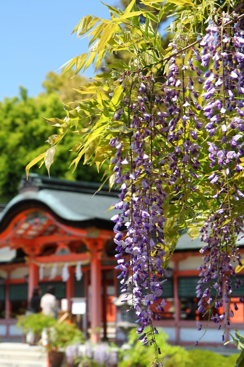 京都を歩く 162 西院春日神社に咲く由緒正しき藤の花 今出川 北大路 北野 京都 の旅行記 ブログ By ぺこにゃんさん フォートラベル 京都を歩く 162 西院春日神社に咲く由緒正しき藤の花 今出川 北大路 北野 京都 の旅行記 ブログ By ぺこにゃんさん フォートラベル