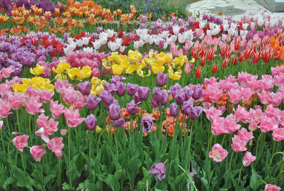 色とりどり 百花繚乱のチューリップフェア 砺波 富山県 の旅行記 ブログ By Straliscoさん フォートラベル