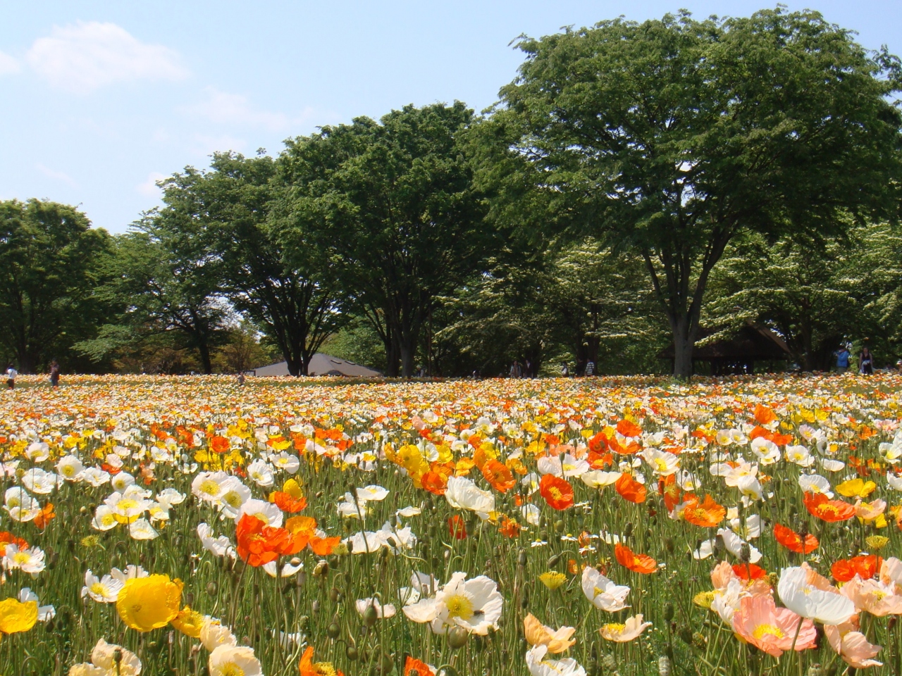 13年gw 国営昭和記念公園へ 立川 東京 の旅行記 ブログ By Wataさん フォートラベル