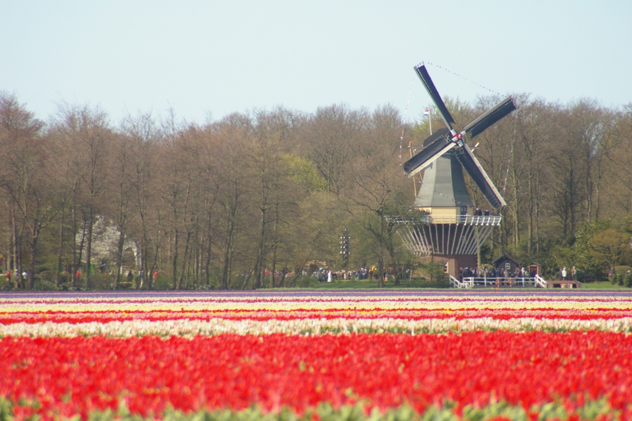 チューリップと風車 キューケンホフ オランダ の旅行記 ブログ By アルプスファンさん フォートラベル