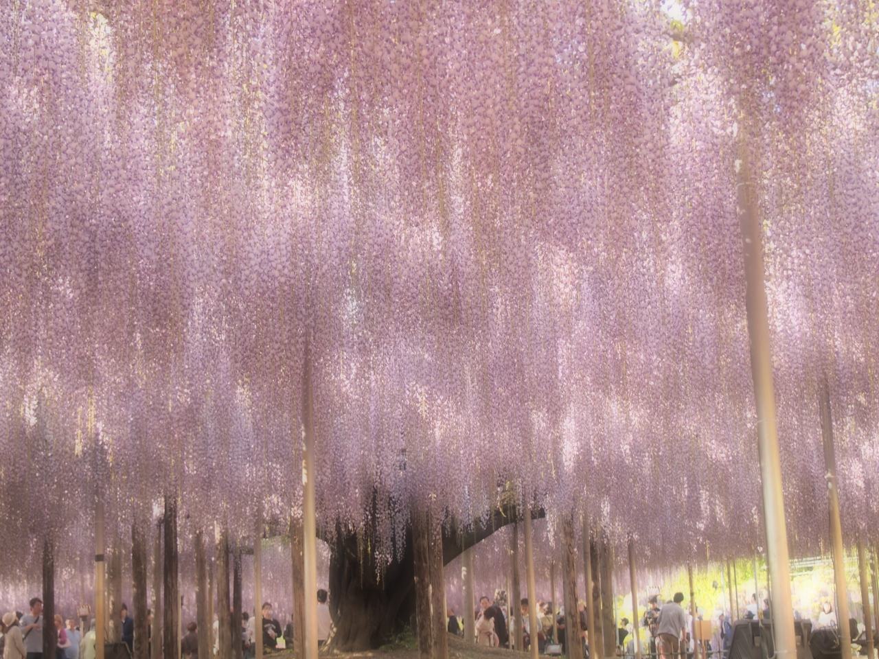 お天気に恵まれたgw Vol 2 あしかがフラワーパークで 美しい藤の花に癒された1日 足利 栃木県 の旅行記 ブログ By Juniper Breezeさん フォートラベル お天気に恵まれたgw Vol 2 あしかがフラワーパークで 美しい藤の花に癒された1日 足利 栃木県 の旅行記 ブログ By Juniper Breezeさん フォートラベル