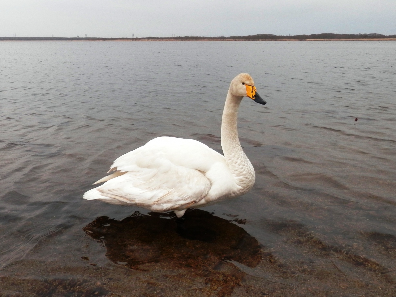 白鳥に 餌をやれない ウトナイ湖 苫小牧 北海道 の旅行記 ブログ By 吉備津彦さん フォートラベル 白鳥に 餌をやれない ウトナイ湖 苫小牧 北海道 の旅行記 ブログ By 吉備津彦さん フォートラベル