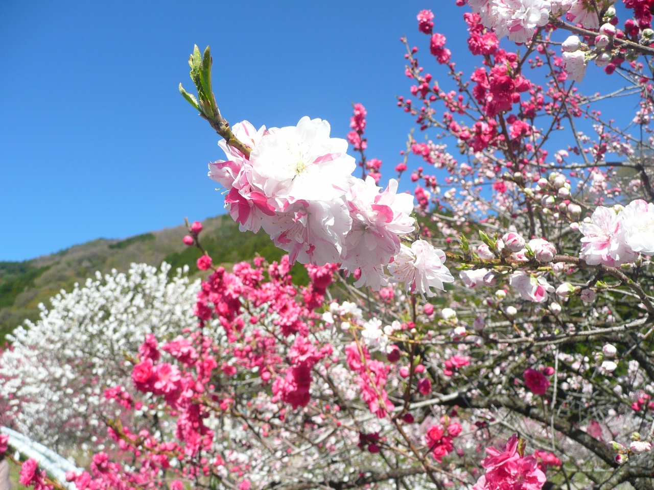 桃源郷は 南信州にもありました 阿智 平谷 長野県 の旅行記 ブログ By Hiro3さん フォートラベル