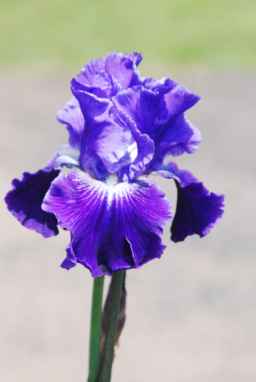 ひめはるの里 ジャーマンアイリス 犬とのふれあい』茂原(千葉県)の旅行 