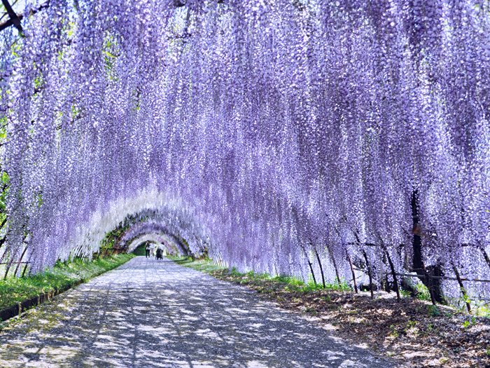 念願の河内藤園 戸畑 八幡 黒崎 福岡県 の旅行記 ブログ By Akiriさん フォートラベル