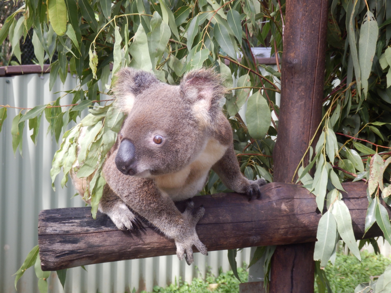 ケアンズ 可愛いコアラ抱っこ ケアンズ オーストラリア の旅行記 ブログ By どりーまーさん フォートラベル